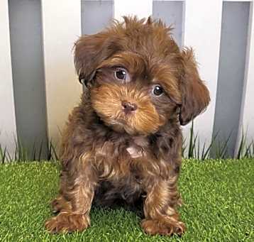 Photo of Bert