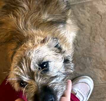 Photo of Daisy