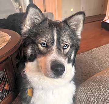 Photo of Skye