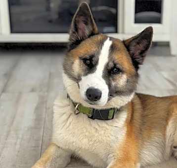 Photo of Balto