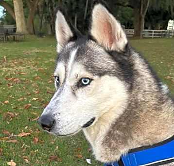 Photo of Coco