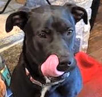 Photo of Watson
