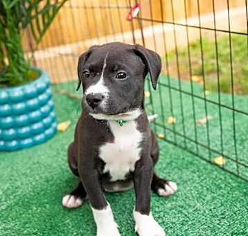 Photo of Minty Galveston
