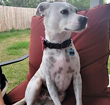Photo of Cosmo