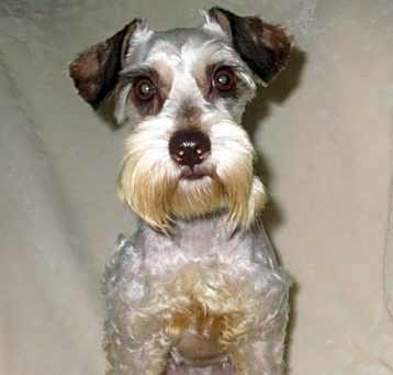 Photo of SNICKERS (SRC#3225) IN SOUTH CAROLINA