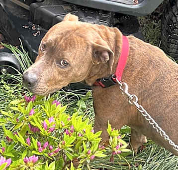 Photo of Bolo