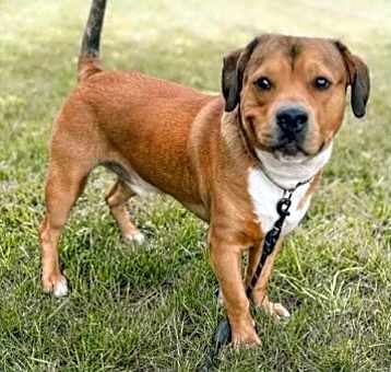 Photo of Buster
