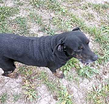 Photo of Shadow