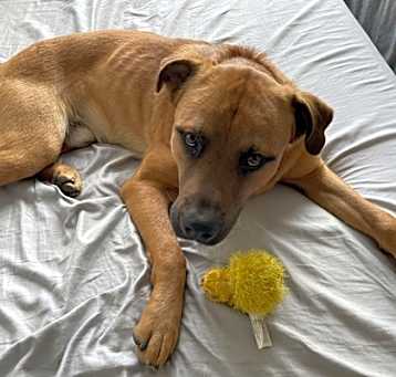 Photo of Boone- IN FOSTER