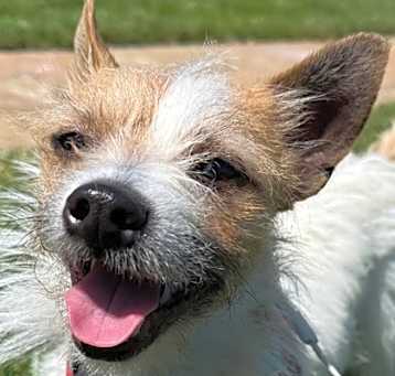 Photo of Moose