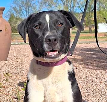 Photo of Buddy