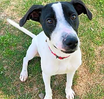 Photo of Domino 