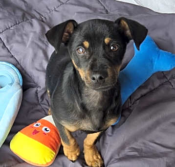 Photo of BLAZE (Puppy)