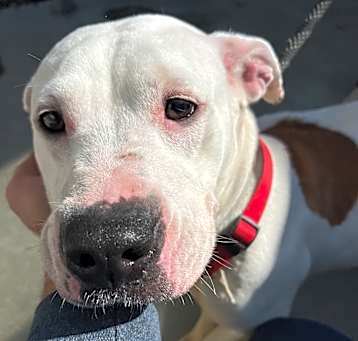 Photo of Delilah