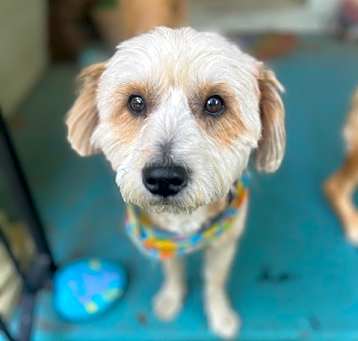 Photo of Benji
