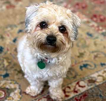 Photo of Daphne