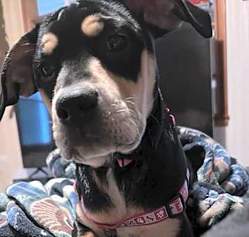 Photo of Blakely