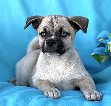 Photo of Peanut