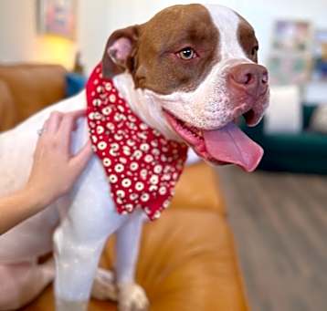 Photo of Lucy Chase Family Dog