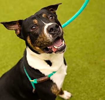 Photo of Buddy