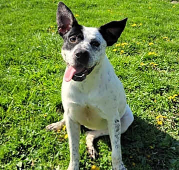 Photo of Dottie