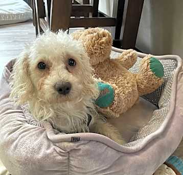 Photo of Casey