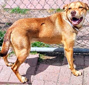Photo of INU