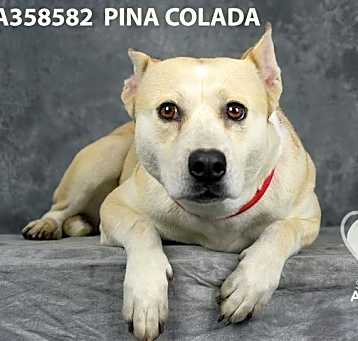 Photo of PINA COLADA
