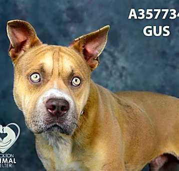 Photo of GUS
