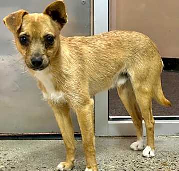 Photo of Sweetheart