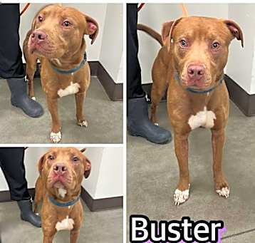 Photo of BUSTER