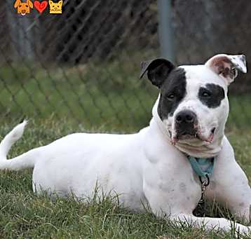 Photo of DOTTIE