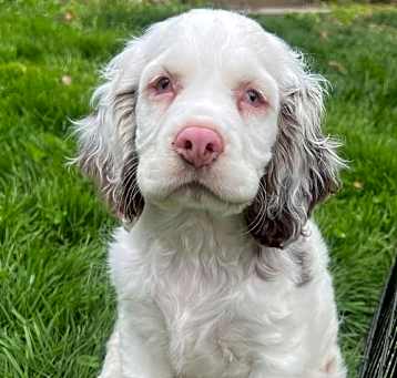 Photo of Fritz