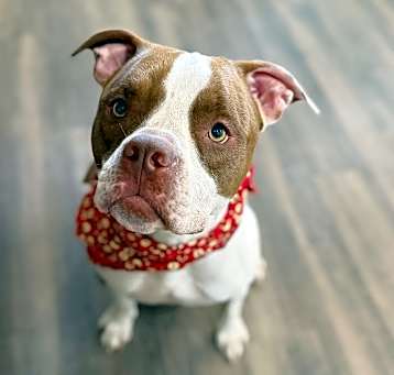 Photo of Lucy Chase Family Dog