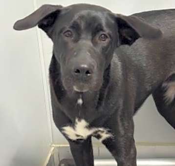 Photo of Roxie