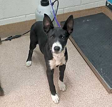 Photo of Lady Ears 