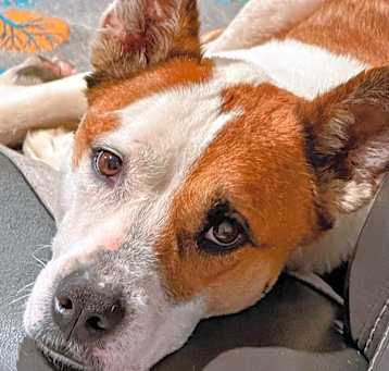 Photo of Bailey