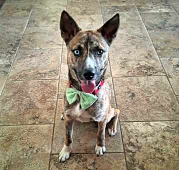 Photo of Rocky