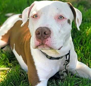 Photo of Ace