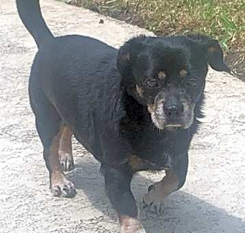 Photo of Skunk