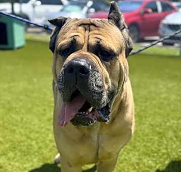 Photo of Savage