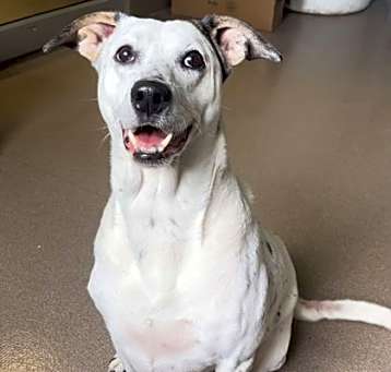 Photo of Boomer