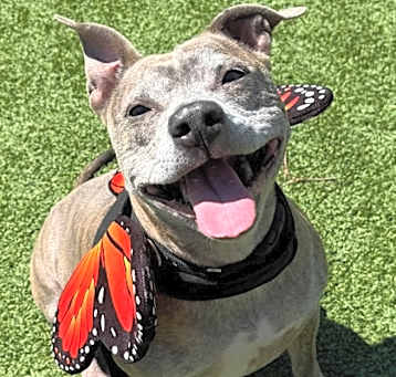 Photo of Harley