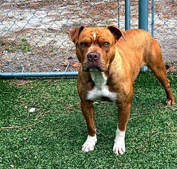 Photo of Honey