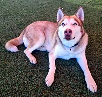 Photo of Sarge