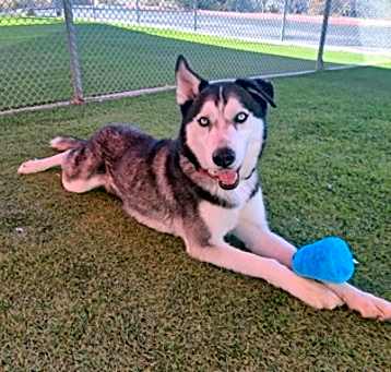 Photo of Apollo