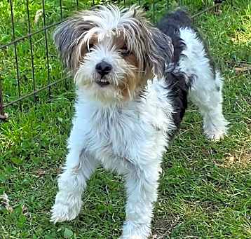 Photo of Pepper