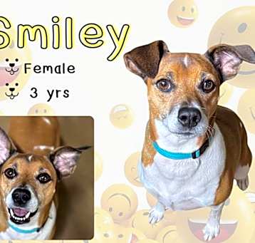Photo of Smiley