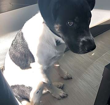 Photo of Otis