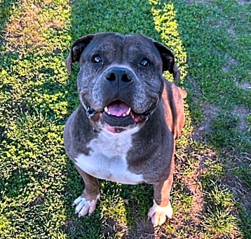 Photo of Rambo